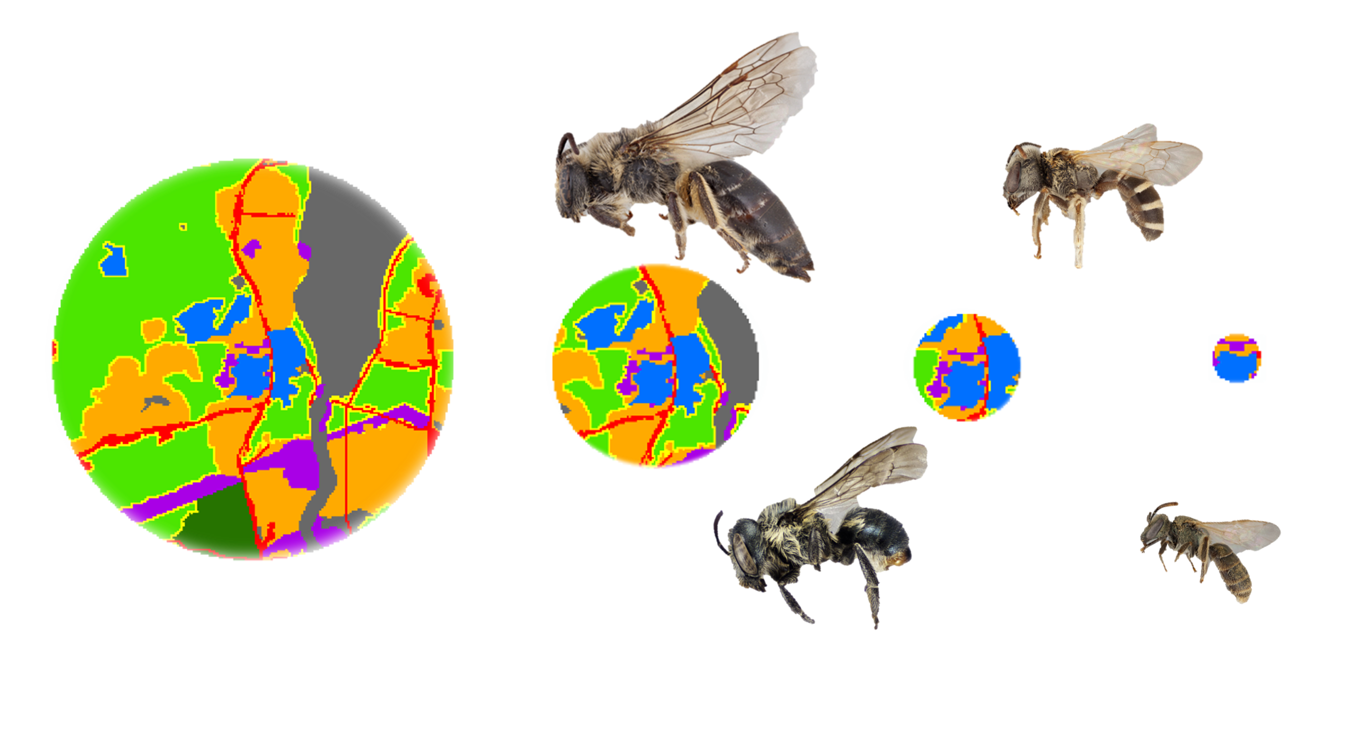 Four landscapes for four different sized bee species